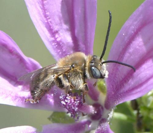 Réf. 259 961 : Tetralonia malvae